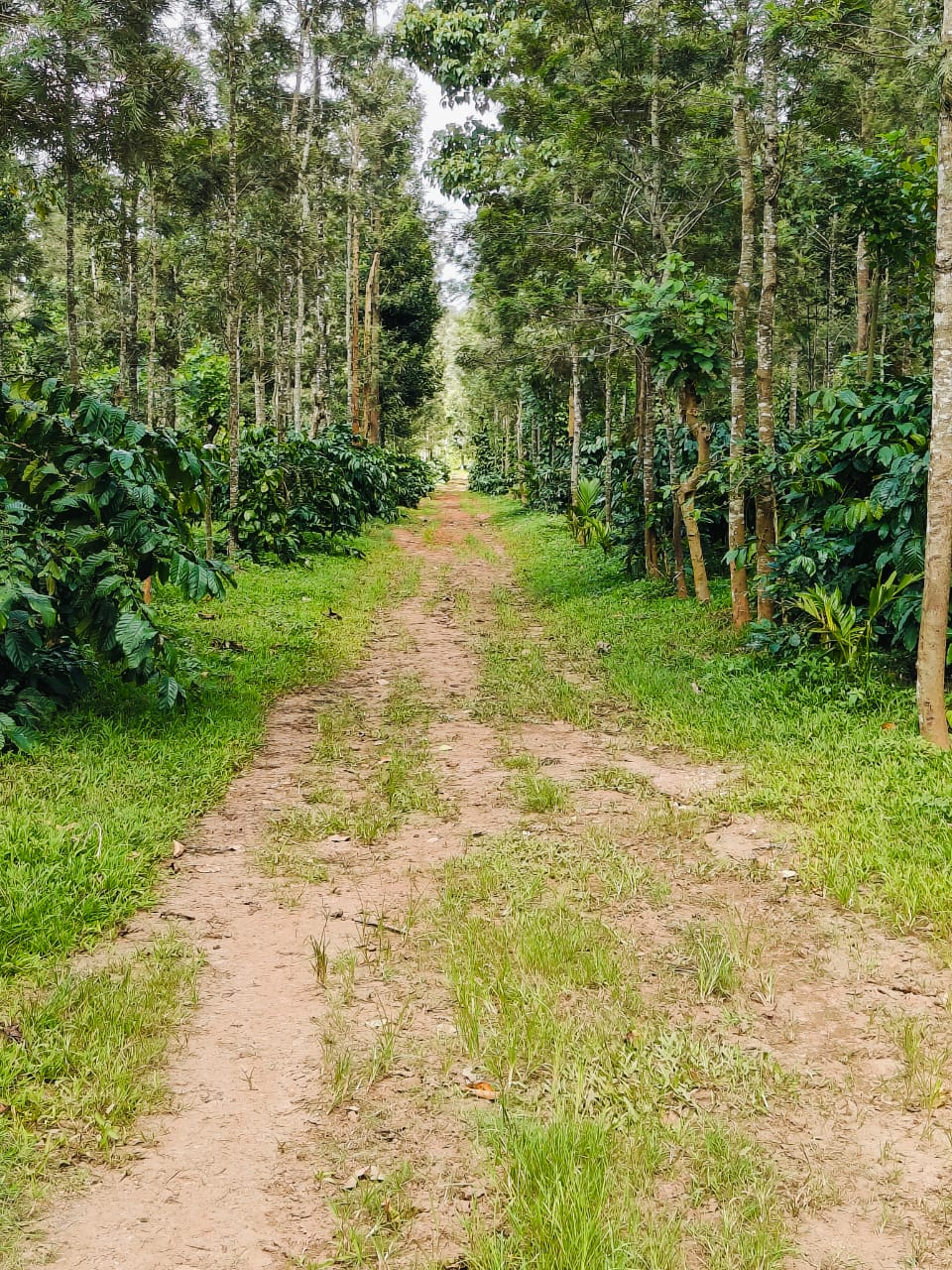 Forest Background
